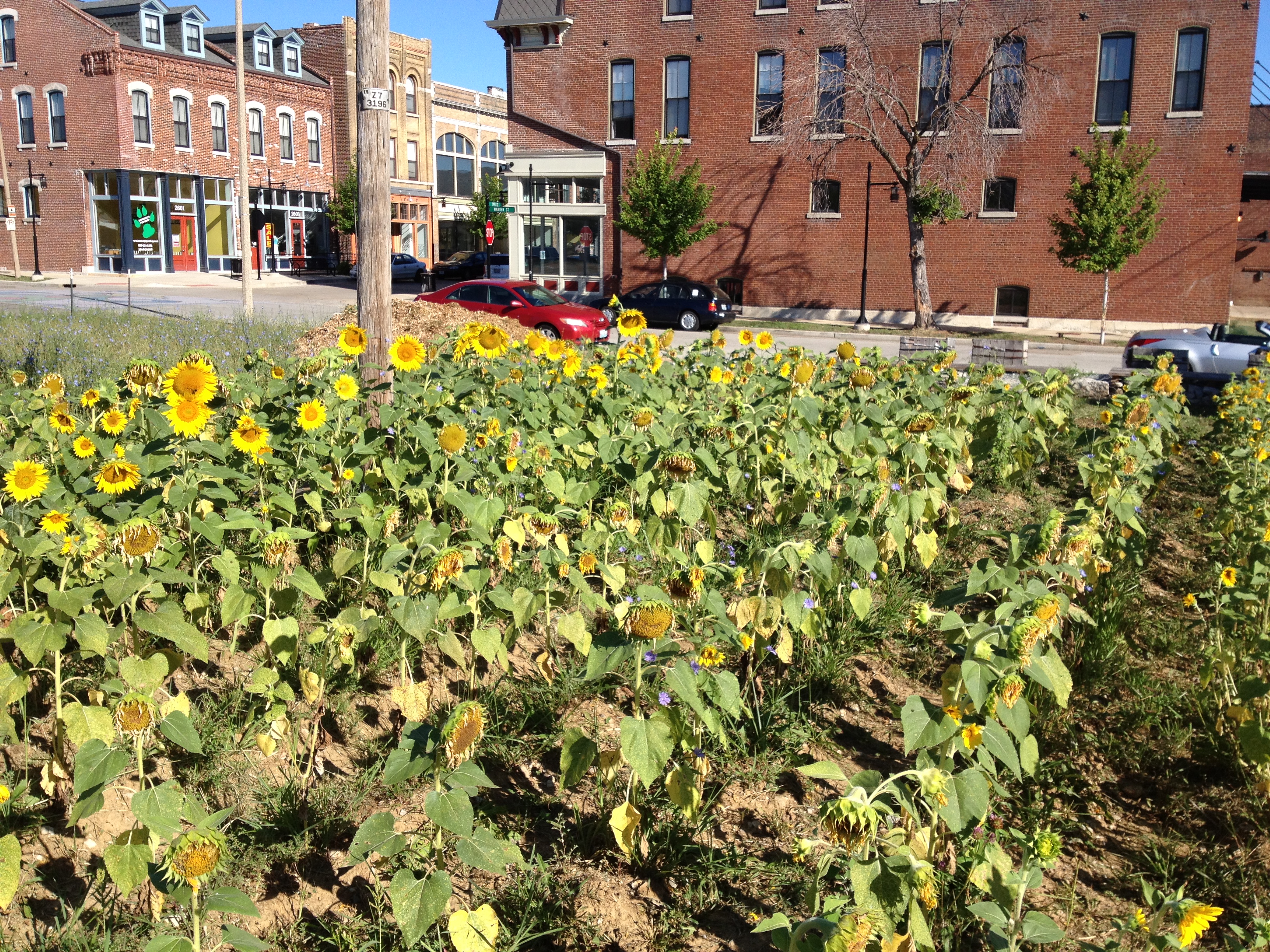 Field results showing tall sunflower row — view 1